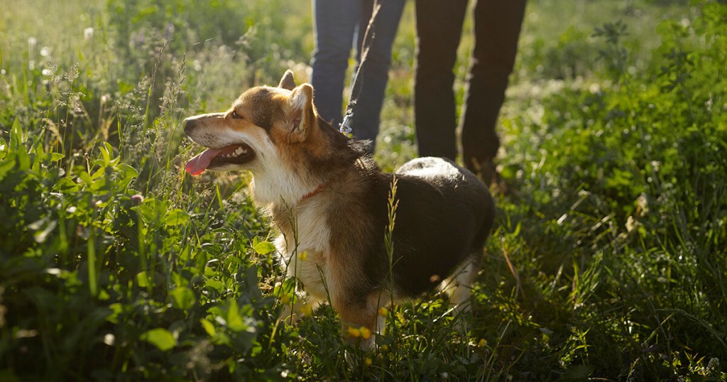 Dog being walked in a field by owners who are thinking about private pet cremation services