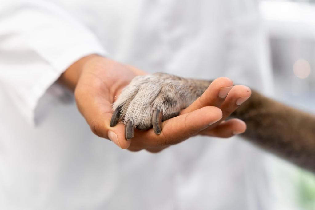 Veterinarian gently holding the paw of an older dog